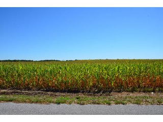 Property photo 1 - 141.55 +/- Acres Offered in 2 Tract - Land Auction